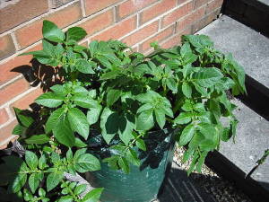 how to grow potatoes in bags