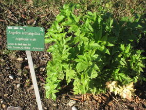 growing angelica