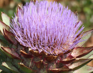 growing artichokes