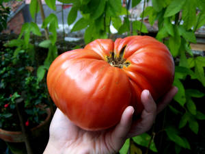 how to grow tomatoes