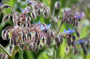 growing borage