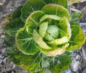 growing brussels sprout