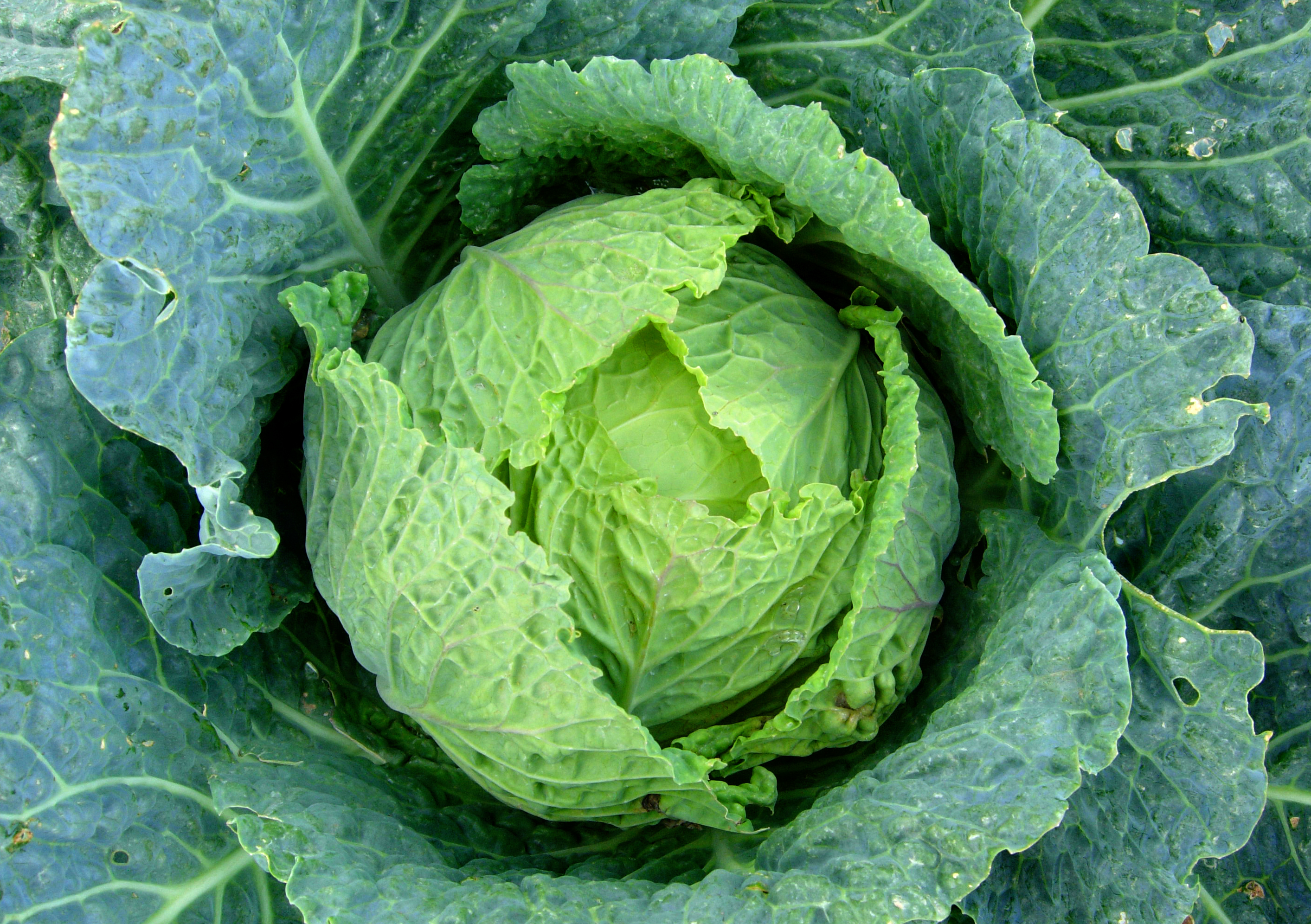 how-to-grow-cabbage