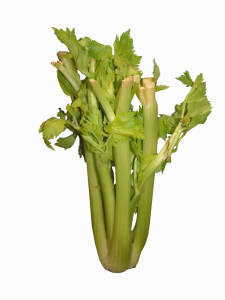 growing celery
