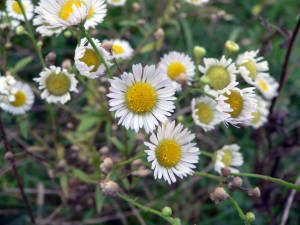 growing chamomile