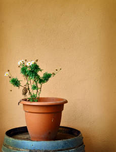 growing chamomile in pots