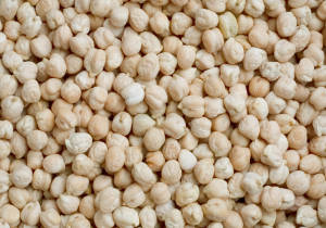 growing chickpeas