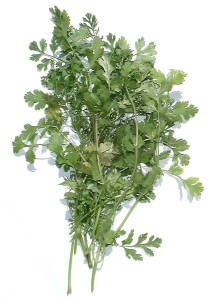 growing coriander