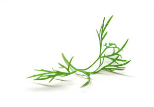 growing dill