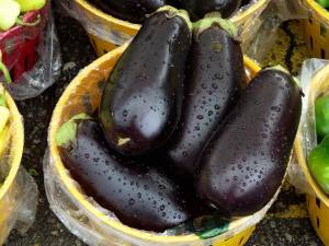 growing eggplant