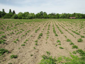 grow potatoes