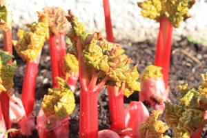 growing rhubarb