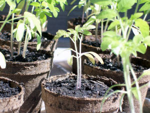 growing tomatoes in pots