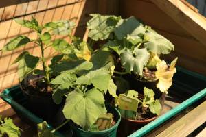 hardening off seedlings