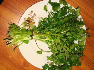 how to grow coriander