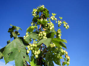 growing hops