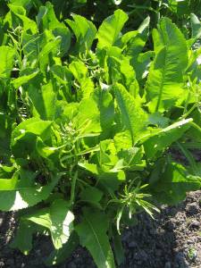 growing horseradish