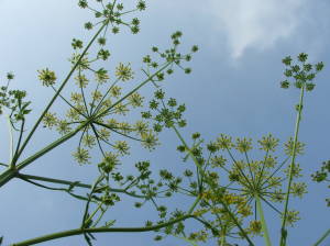 how to grow dill