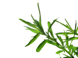 how to grow tarragon