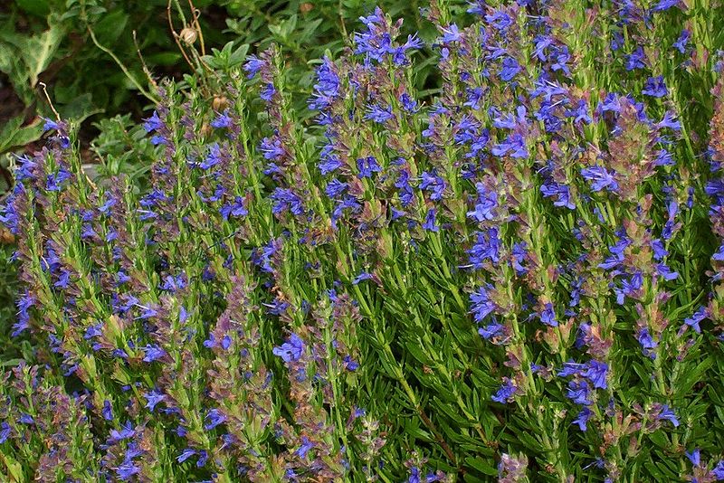 grow hyssop plant