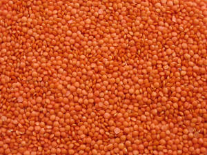 growing lentils
