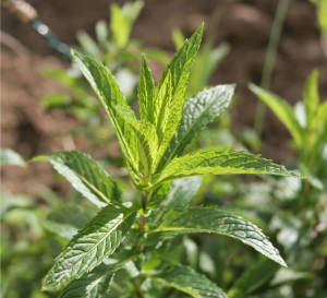 growing mint