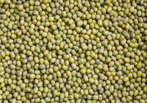 growing mung beans