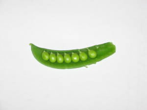 how to grow peas