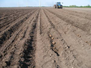 how to grow potatoes