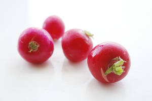 growing radishes