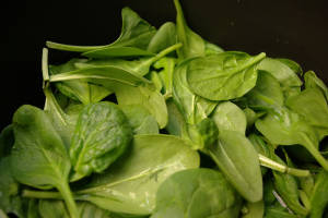 how to grow spinach