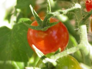 growing tomato