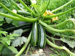 how to grow zucchini