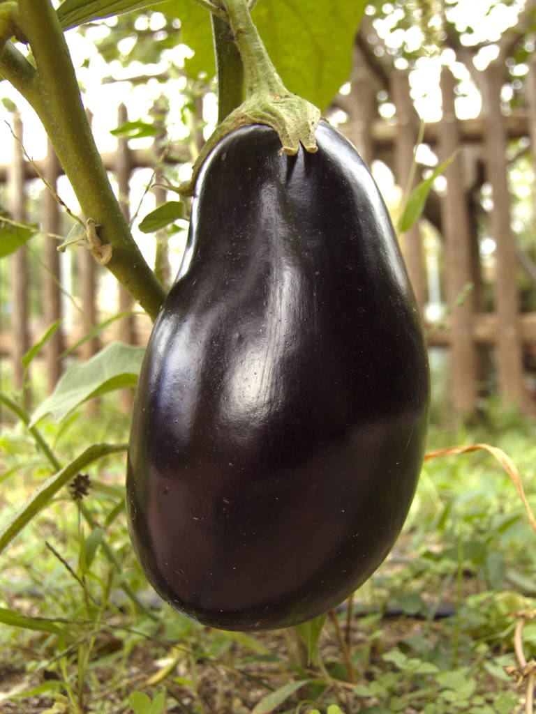Growing Eggplant/Aubergine