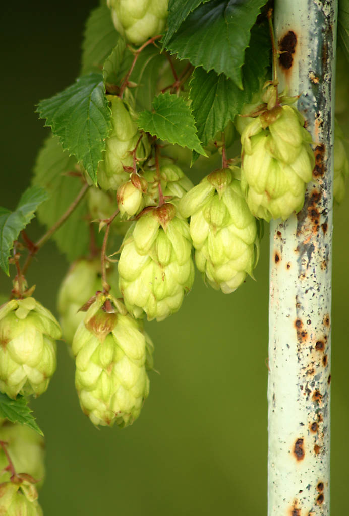 Growing Hops